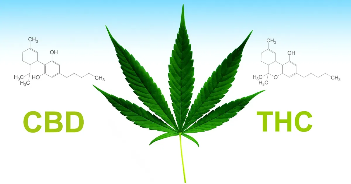 CBD и THC: в чем разница и как они влияют на организм