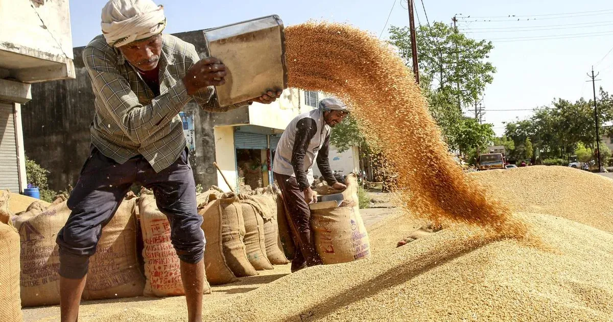 Мадхья-Прадеш продлил бронирование слотов на закупку пшеницы до 23 мая
