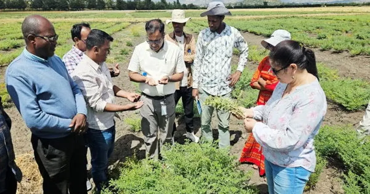 ICRISAT усиливает защиту зернобобовых культур через селекцию, биоконтроль и цифровые сервисы