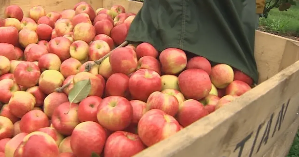 Засуха в Новой Шотландии уменьшила яблоки Honeycrisp, но садоводы рассчитывают на восстановление