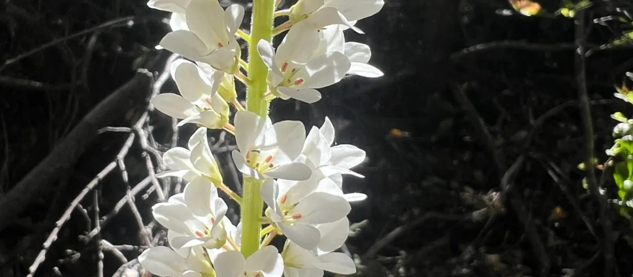 Francoa