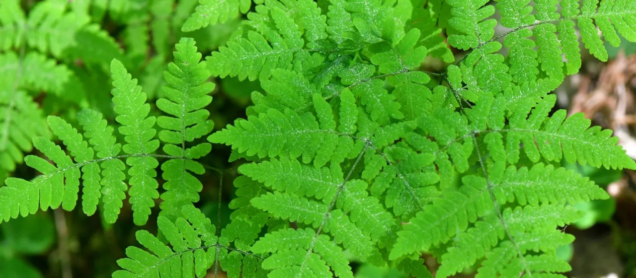 Gymnocarpium