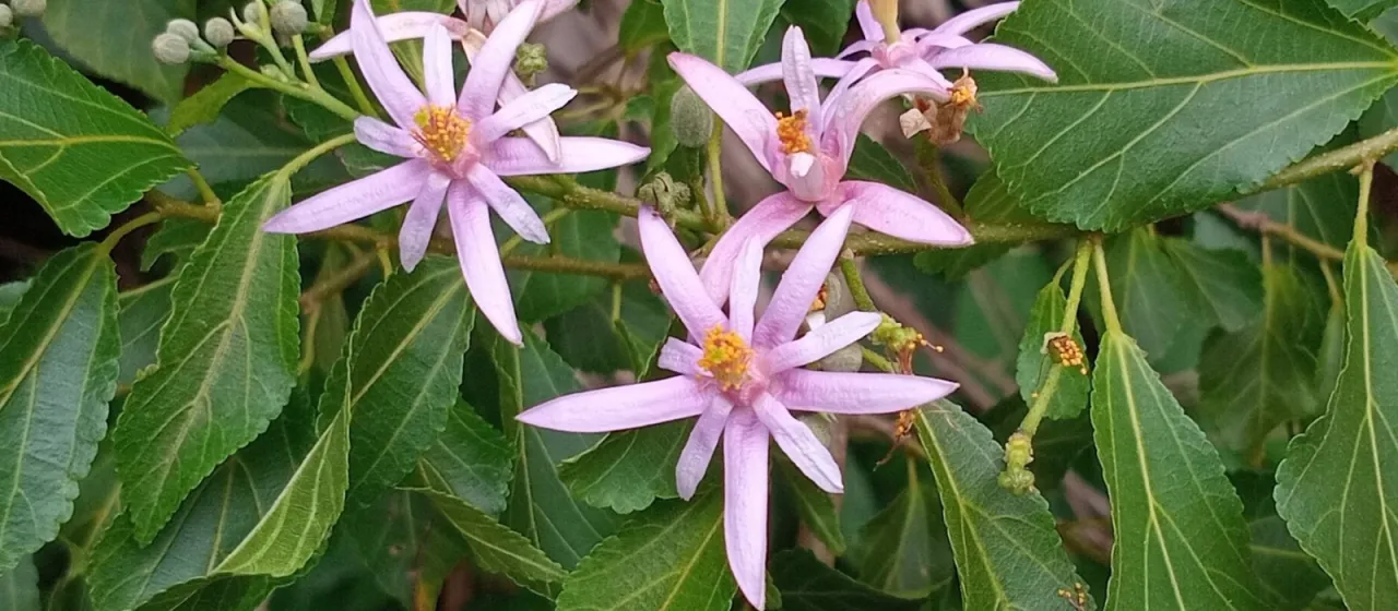 Grewia