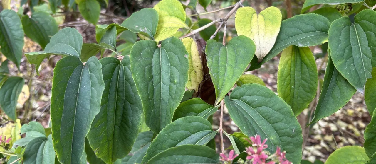 Heptacodium