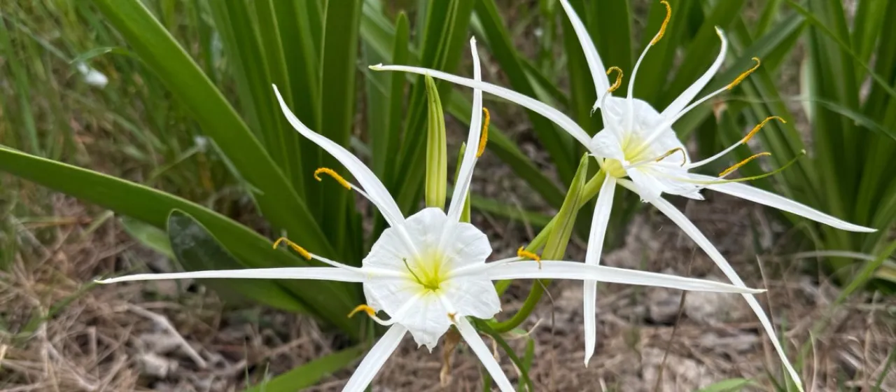 Hymenocallis