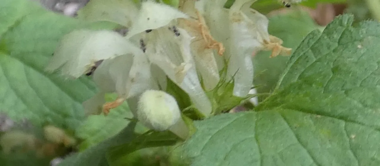 Lamiastrum