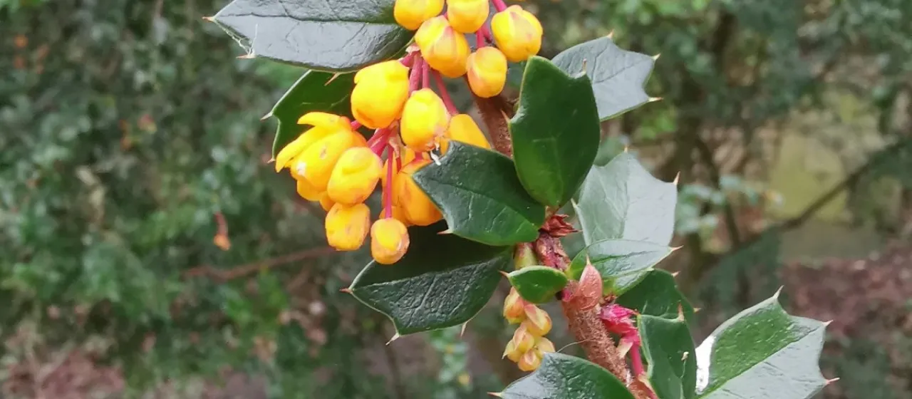 Mahoberberis