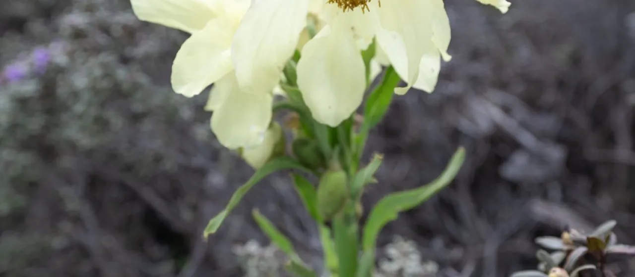Meconopsis