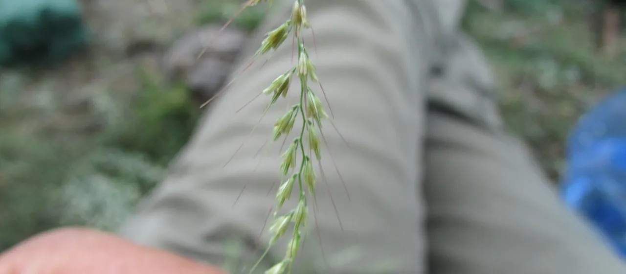 Muhlenbergia uniseta