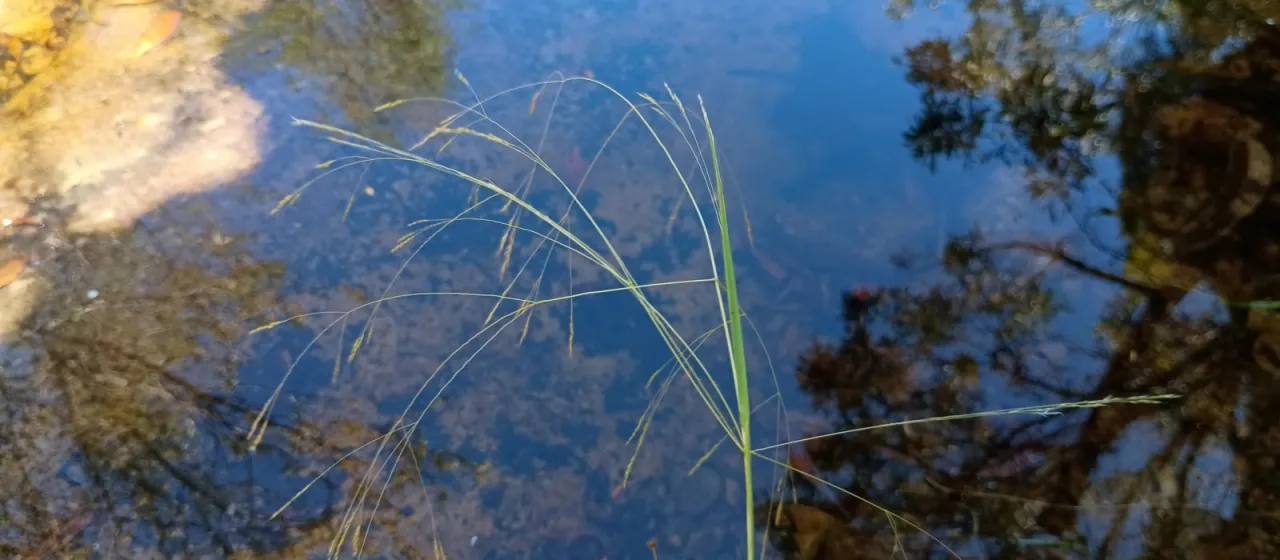 Lachnagrostis filiformis