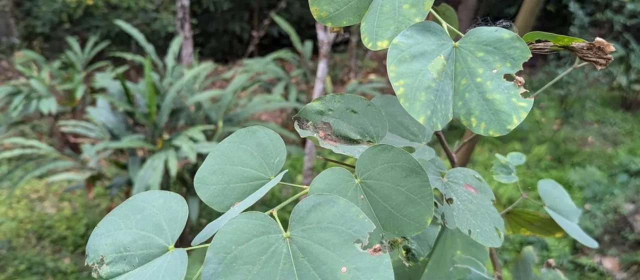 Phanera vahlii