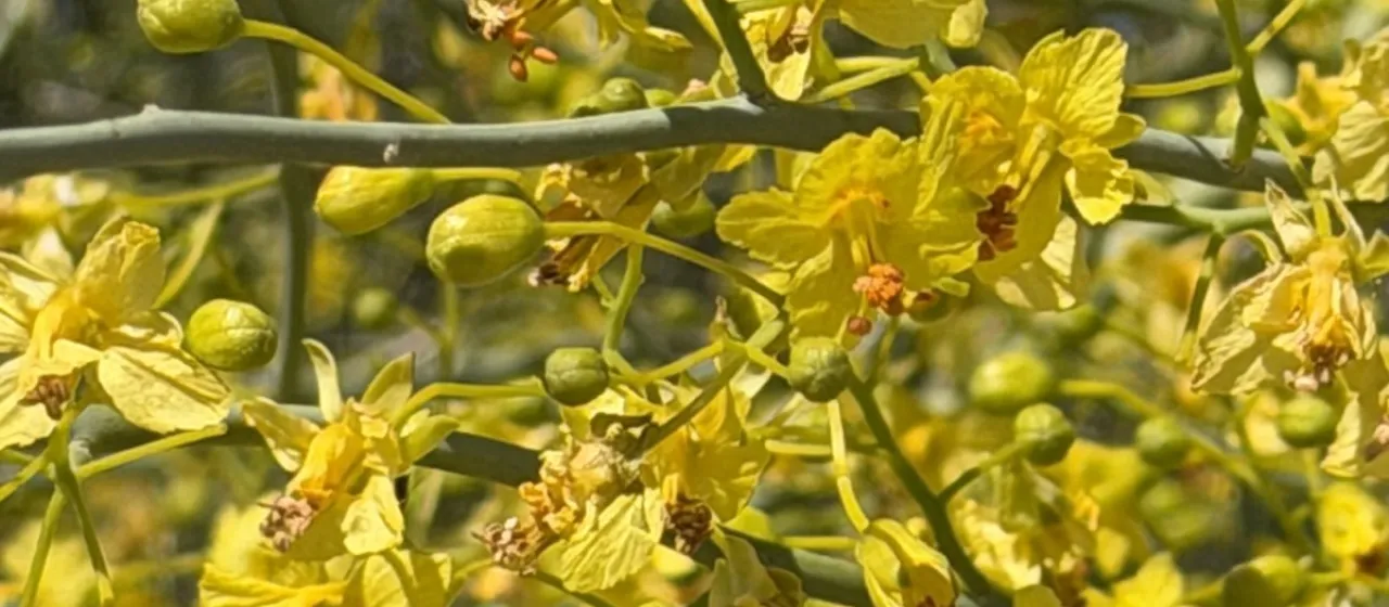 Blue Palo Verde