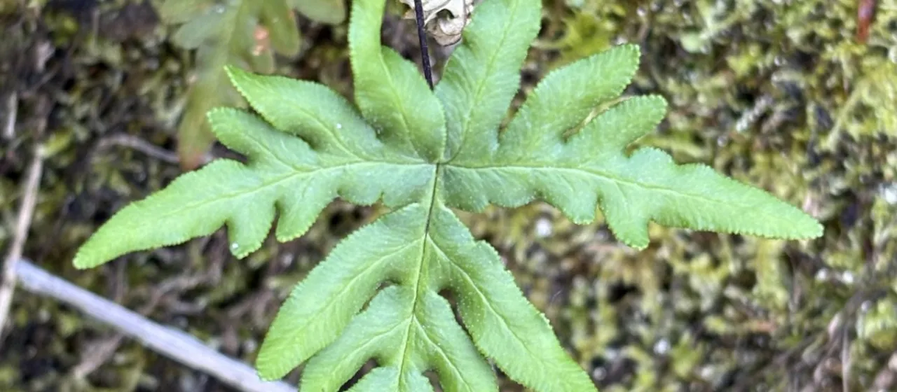 Hemionitis michelii