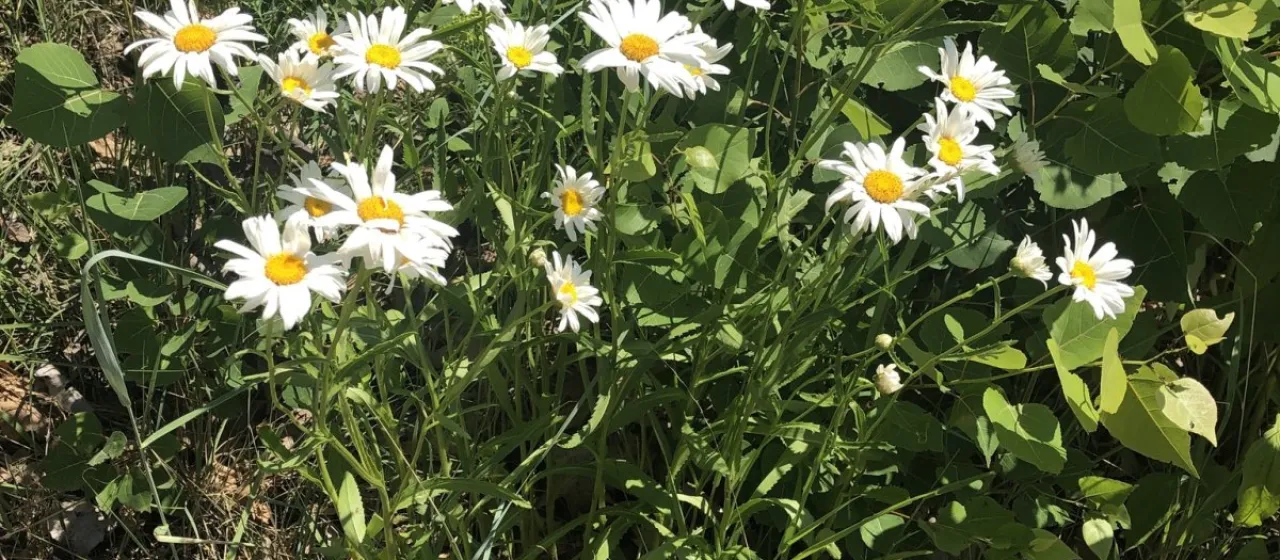 Leucanthemella serotina