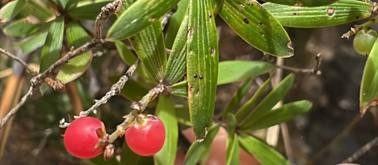 Mingimingi
