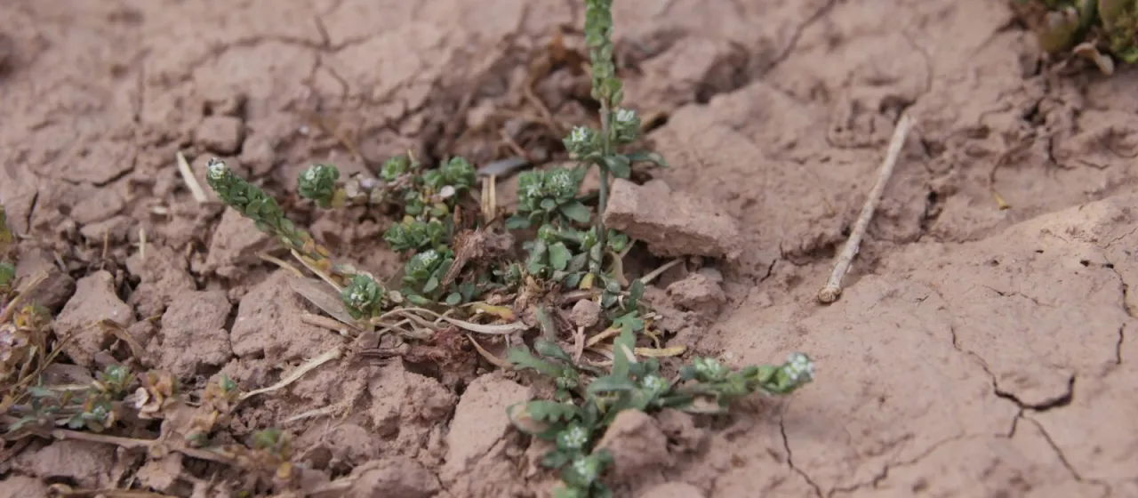 Lepidium lepidioides