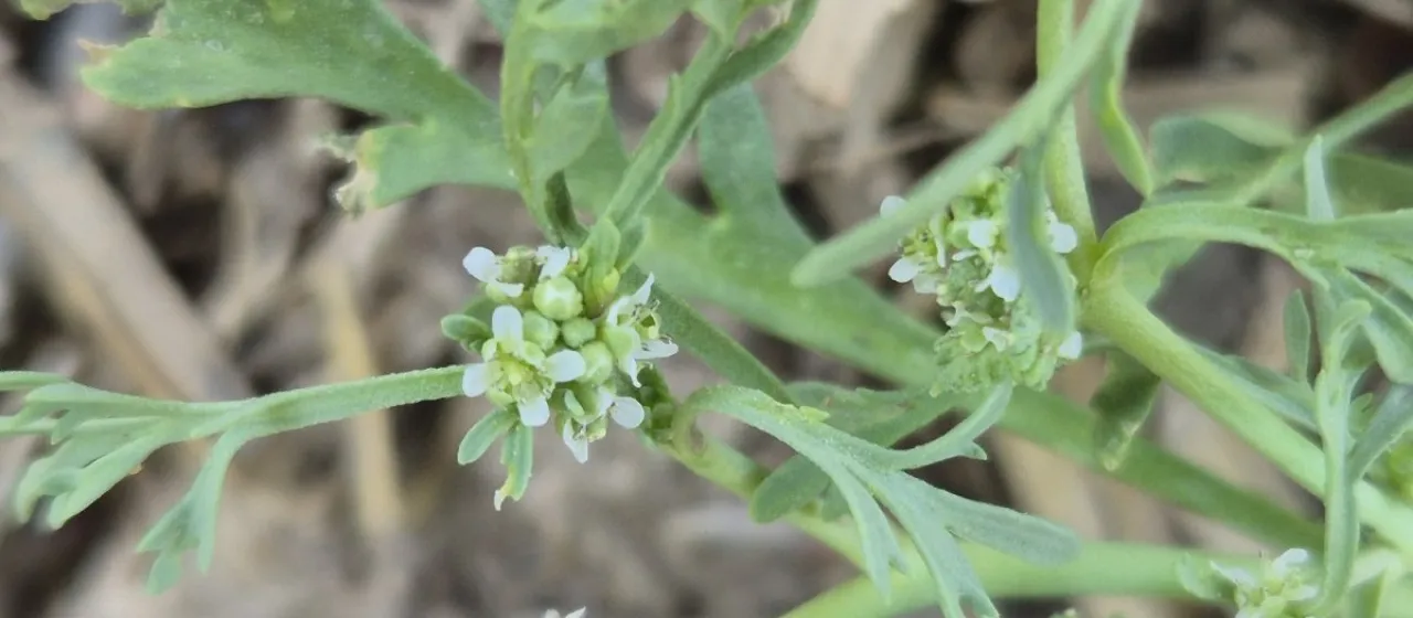 Wartcress