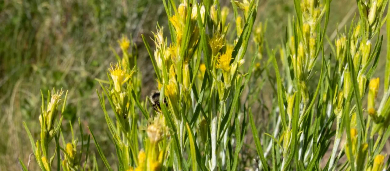 Ericameria parryi