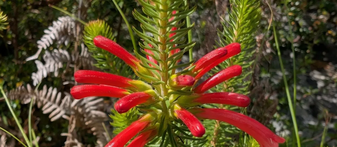 Erica abietina