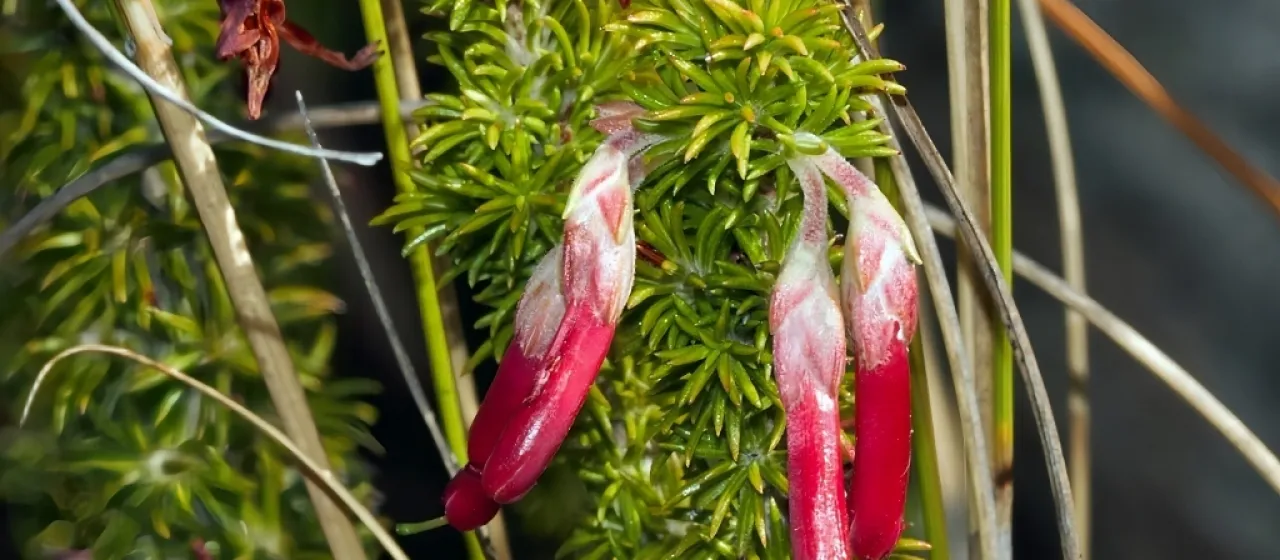 Scarlet heath