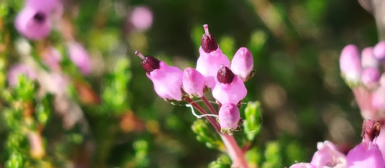 Erica umbellata