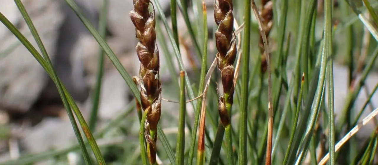 Kobresia myosuroides