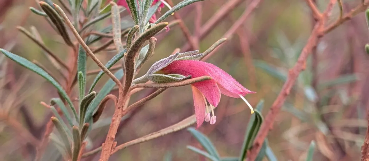 Eremophila latrobei