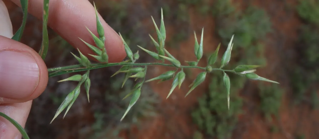 Enneapogon avenaceus