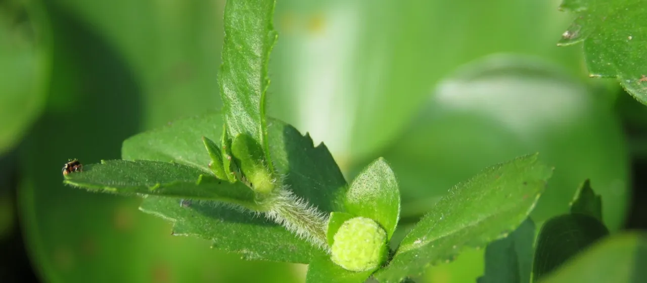 Enydra sessilis