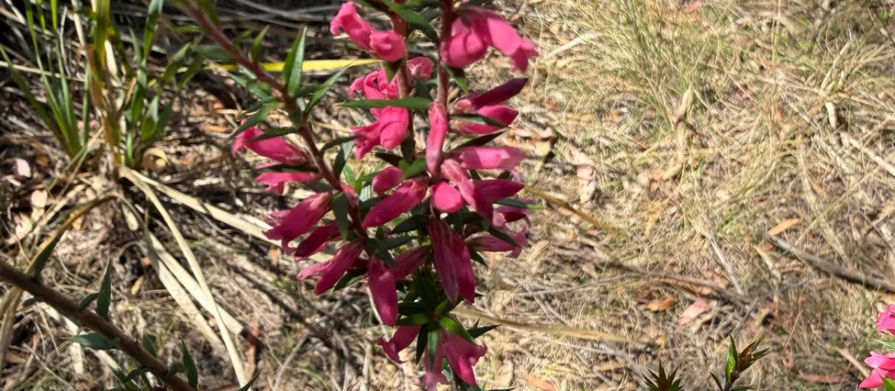 Common heath