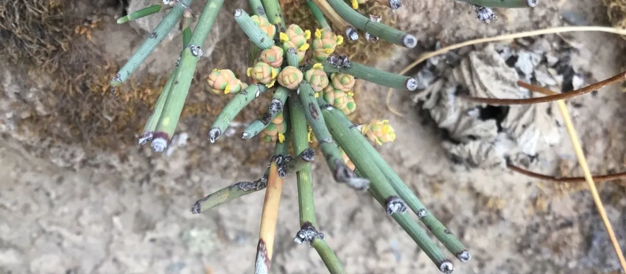 Ephedra gerardiana