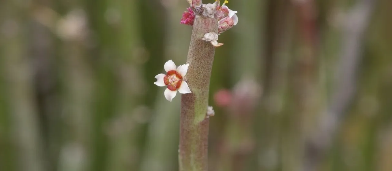 Candelilla