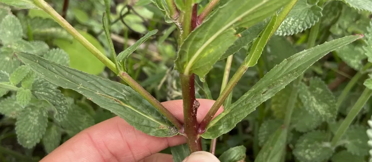 Square-stalked willowherb
