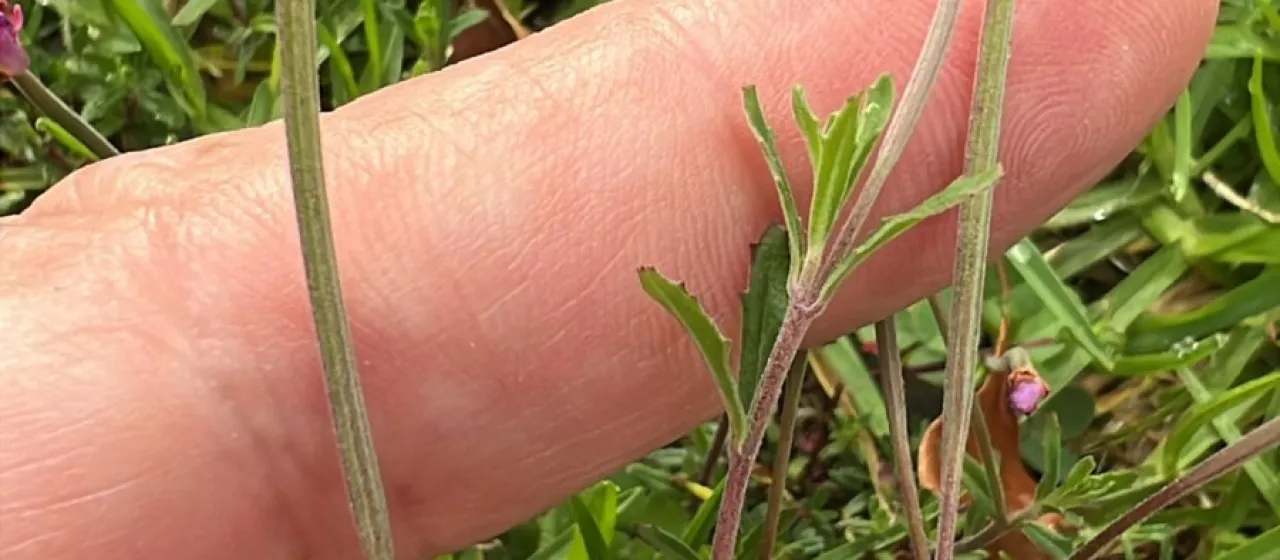 Billardier's willowherb