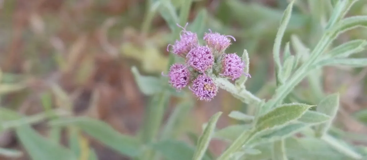 Epaltes gariepina