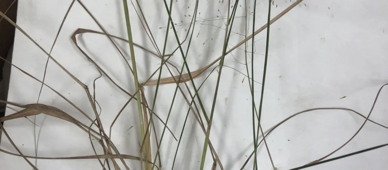 Lace grass