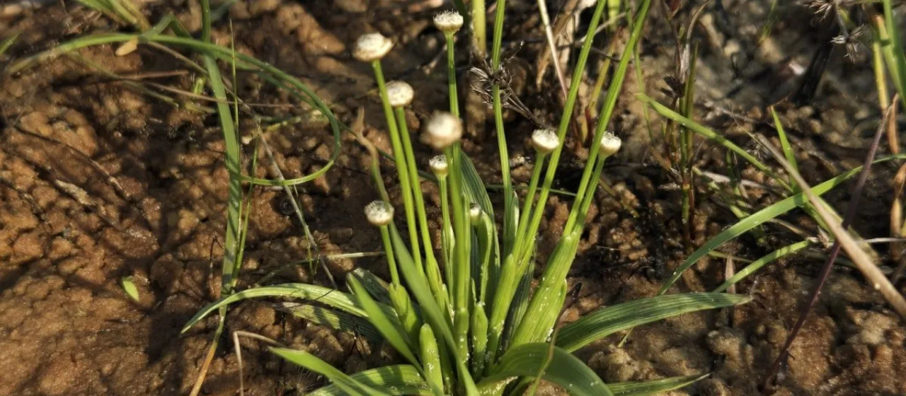 Eriocaulon truncatum