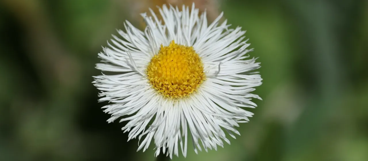 Longstalk fleabane