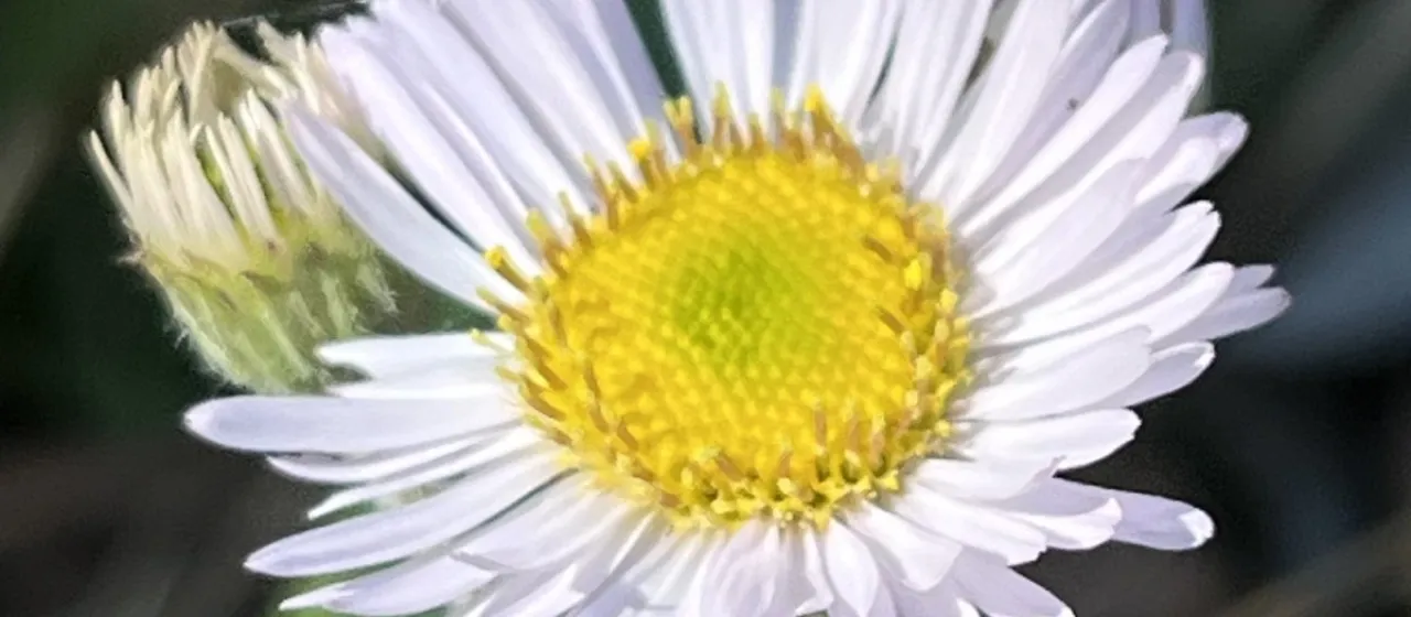 Robin's plantain