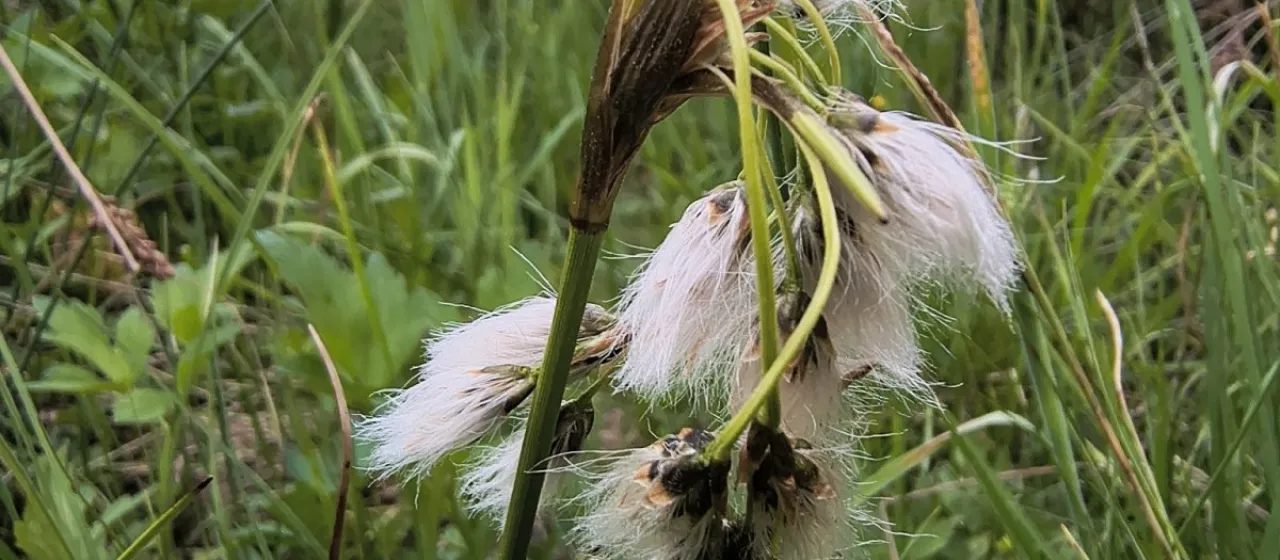 Broad-leaved cottongrass