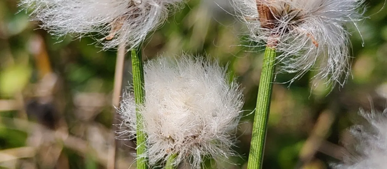 Scheuchzer's cottongrass