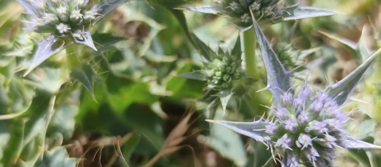Holly-leaved sea holly