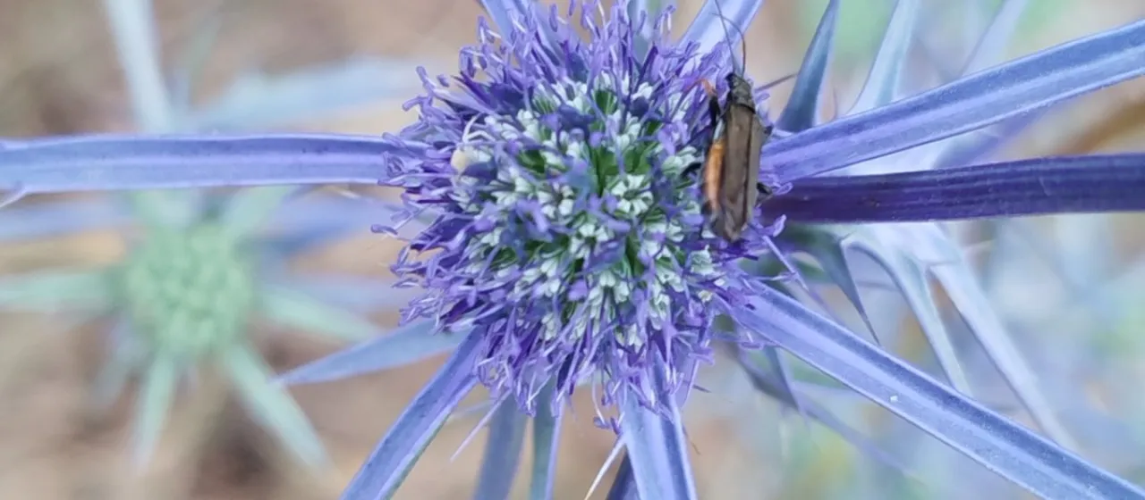 Eryngium creticum