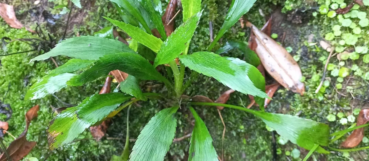 Eryngium dusenii