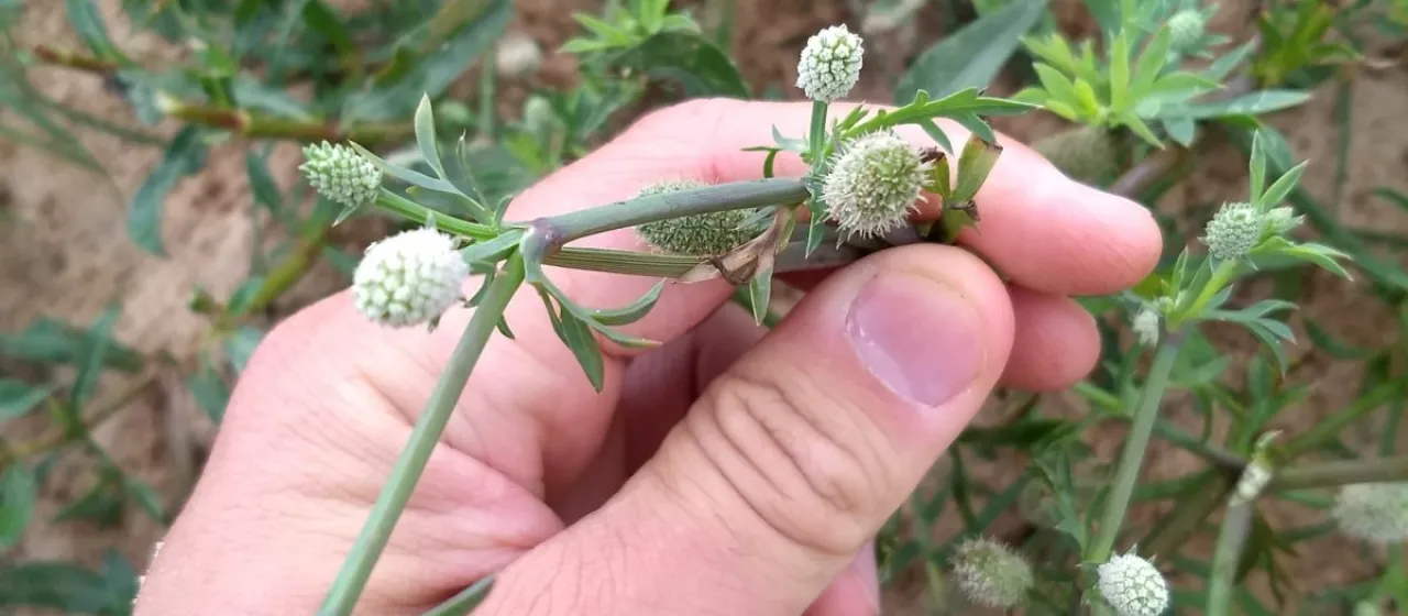 Eryngium divaricatum