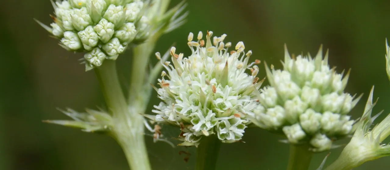 Eryngium elegans