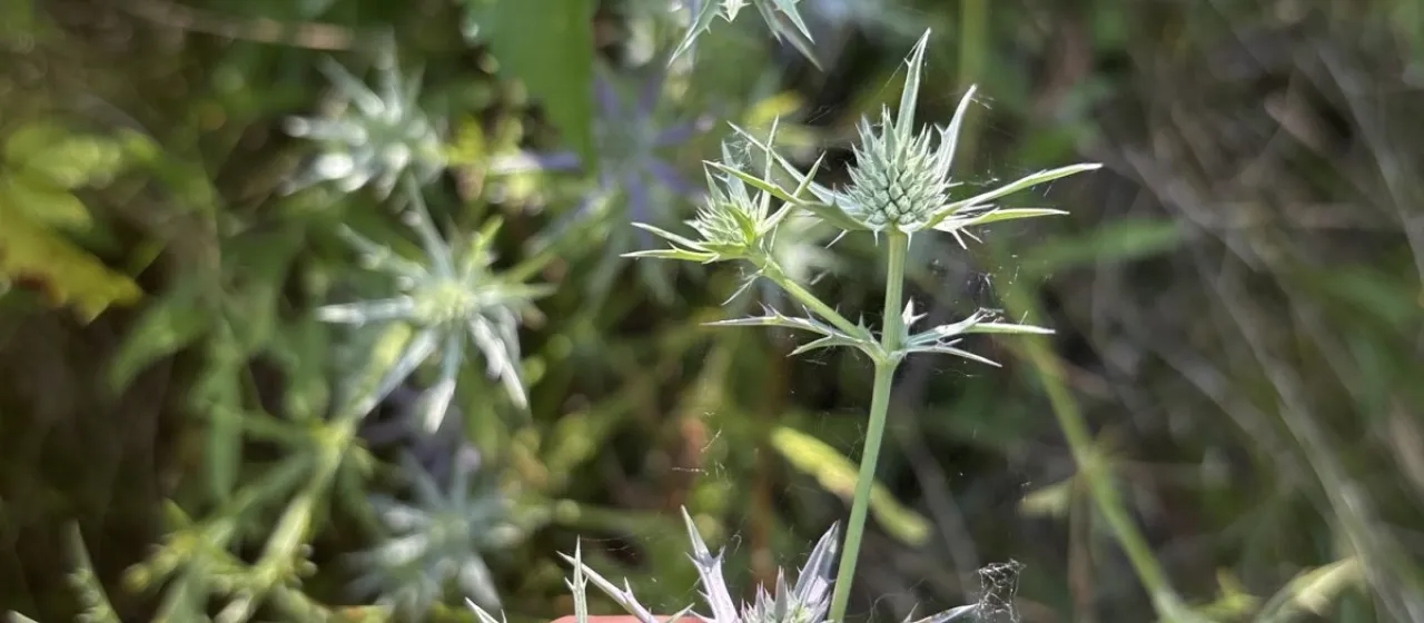 Hooker's eryngo