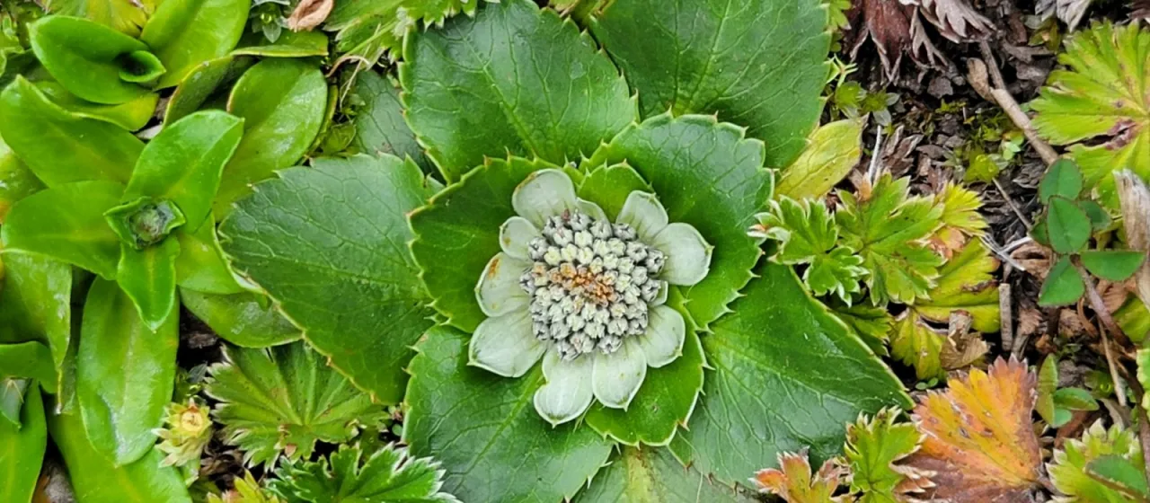 Eryngium humile