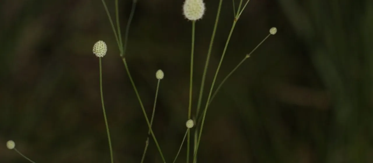 Eryngium luzulifolium