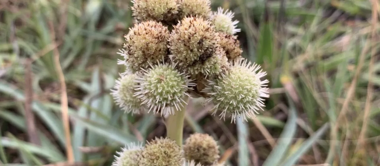 Eryngium megapotamicum